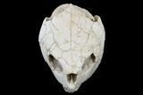 Fossil Turtle (Lytoloma) Skull - Khouribga, Morocco #113361-2